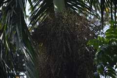 Bentinckia nicobarica